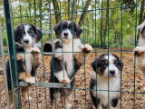 Disponibles à la vente 3 chiots Bergers Australiens LOF