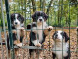Disponibles à la vente 3 chiots Bergers Australiens LOF