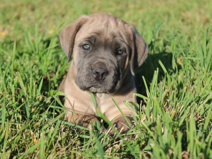 Sublime Femelle Cane Corso Froment Lof à réserver