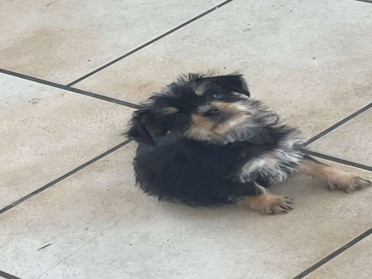 Chiots de type Yorkshire Terrier à vendre (1 femelle & 3 mâles)