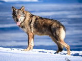 Chien Loup Tchécoslovaque hyper typé disponible pour saillie