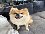 Mâle Spitz Allemand disponible pour saillie