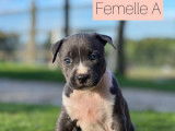 Vente de chiots Staffordshire Bull Terriers bleus (LOF)