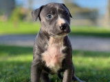 Vente de chiots Staffordshire Bull Terriers bleus (LOF)