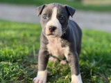 Vente de chiots Staffordshire Bull Terriers bleus (LOF)