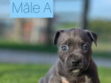 Vente de chiots Staffordshire Bull Terriers bleus (LOF)