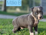 Vente de chiots Staffordshire Bull Terriers bleus (LOF)