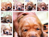 &Agrave; vendre : trois chiots Golden Retrievers femelles (LOF)