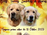 &Agrave; vendre : trois chiots Golden Retrievers femelles (LOF)