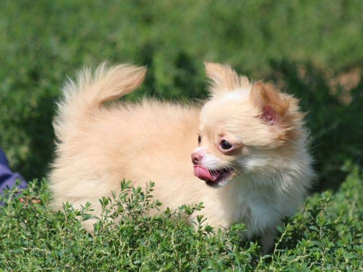Vente de chiots Chihuahuas (LOF)