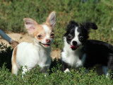 Vente de chiots Chihuahuas (LOF)