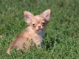 Vente de chiots Chihuahuas (LOF)