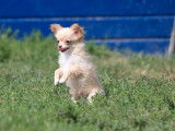 Vente de chiots Chihuahuas (LOF)