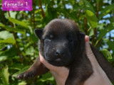 R&eacute;servation de chiots Bergers Belges Malinois fauve bring&eacute;  (LOF)