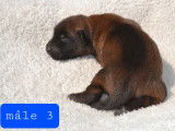 R&eacute;servation de chiots Bergers Belges Malinois fauve bring&eacute;  (LOF)
