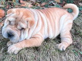 5 chiots Shar-Peïs fauves (LOF), à réserver