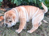 5 chiots Shar-Peïs fauves (LOF), à réserver