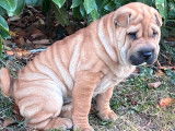 5 chiots Shar-Peïs fauves (LOF), à réserver