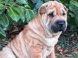 5 chiots Shar-Peïs fauves (LOF), à réserver