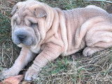 5 chiots Shar-Peïs fauves (LOF), à réserver