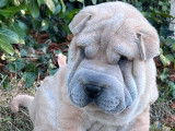 5 chiots Shar-Peïs fauves (LOF), à réserver