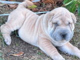 5 chiots Shar-Peïs fauves (LOF), à réserver