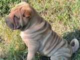5 chiots Shar-Peïs fauves (LOF), à réserver