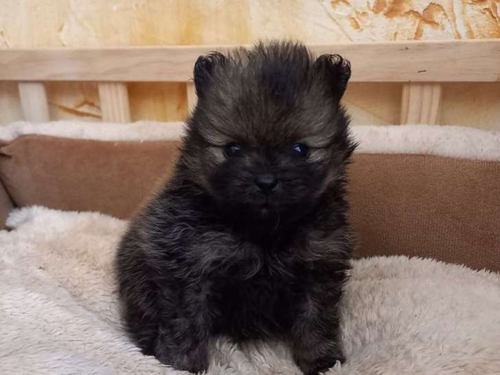 À réserver : chiot Spitz nain femelle de robe orange charbonnée (LOF)