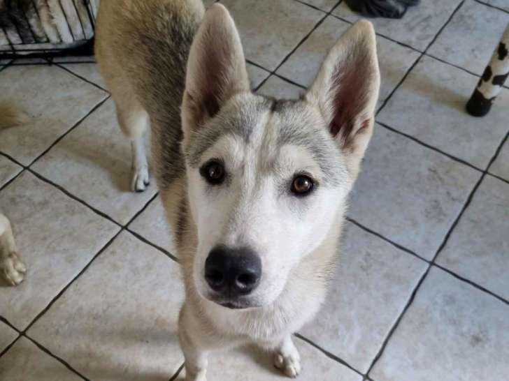 Chiot à donner