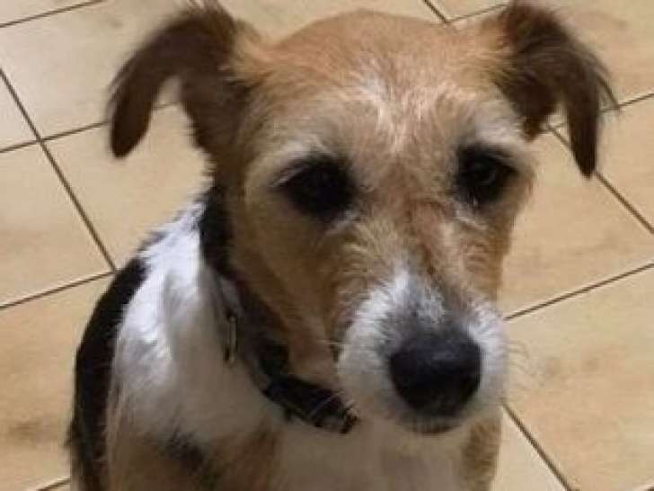 Chienne à donner