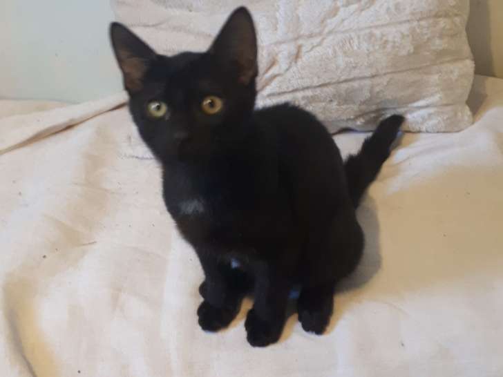 Chiot mâle à donner