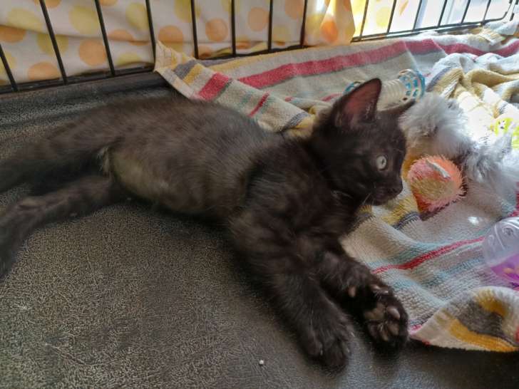 Chiot mâle à donner