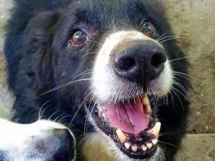 Chien Border Collie à donner