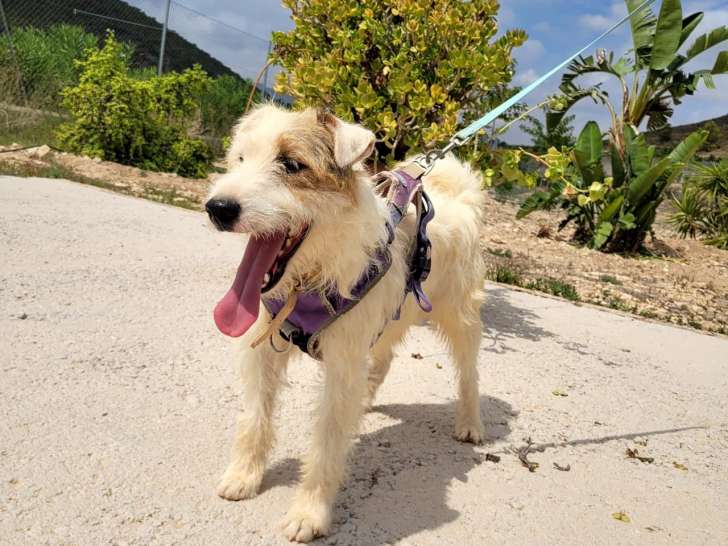 Chiot mâle tricolore à donner