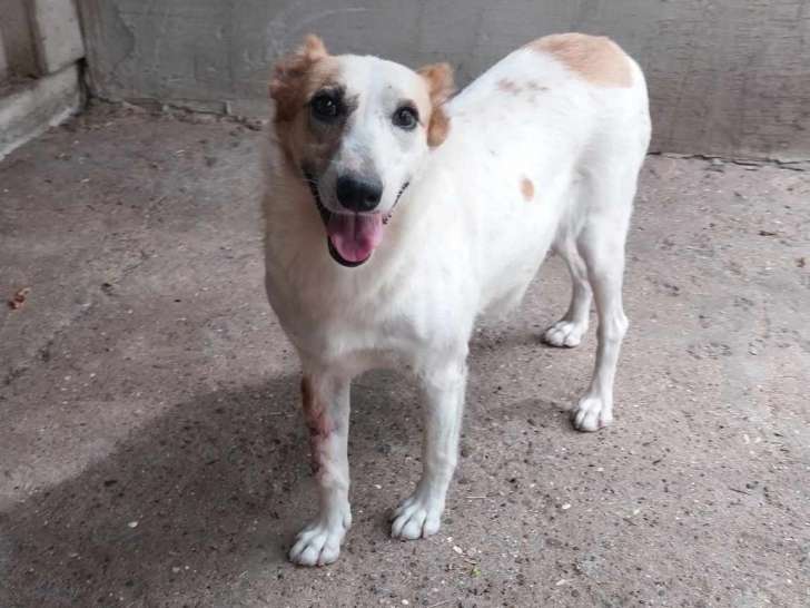 Chienne roux et blanc à donner