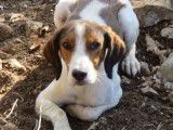 Chien marron et blanc à donner