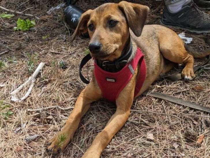 Chiot femelle fauve à adopter