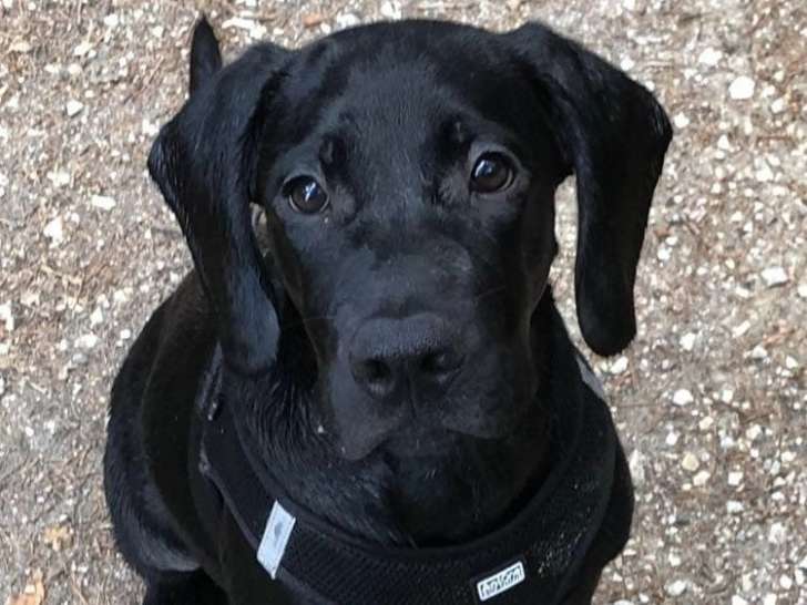 Chiot mâle à donner