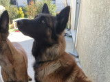 DAX magnifique Berger Belge jeune et gentil à adopter