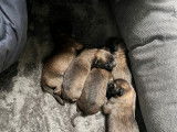 Chiots Malinois à vendre