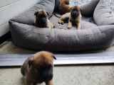 Chiots Malinois à vendre