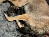 Chiots Malinois à vendre