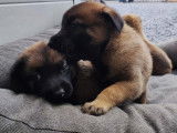 Chiots Malinois à vendre