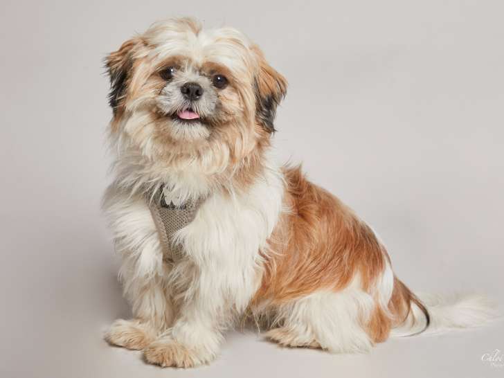 Sharly, mâle Shih Tzu disponible pour saillie