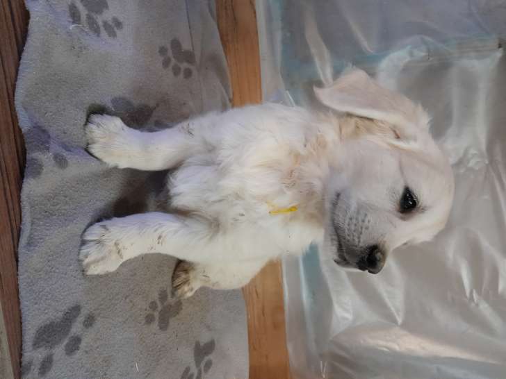 Chiots Golden Retriever LOF à vendre