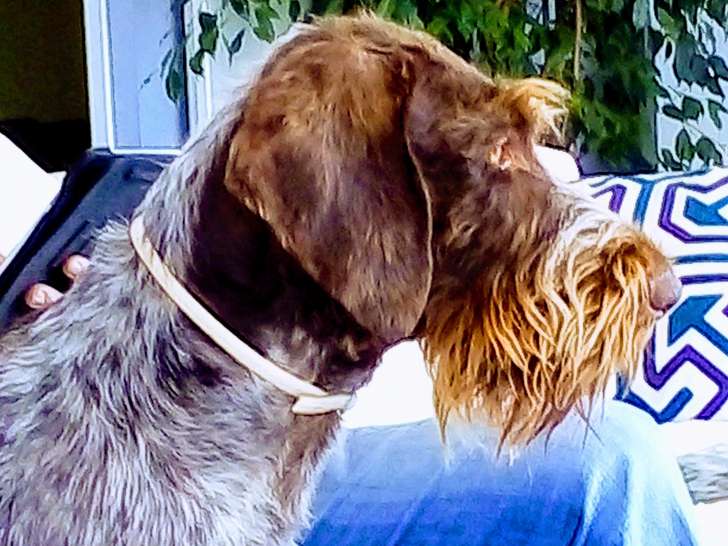 Tres beau mâle Drahthaar de 5 ans disponible pour saillie