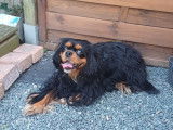 Femelle Cavalier King Charles LOF disponible pour saillie