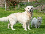 Chiots Golden Retrievers non LOSH disponibles en octobre 2023 : trois femelles et quatre mâles