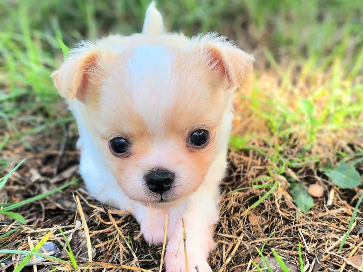 Chiot Chihuahua à poil long à vendre