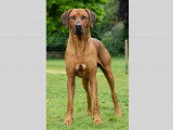 Mâle Rhodesian Ridgeback côté 4 disponible pour saillie